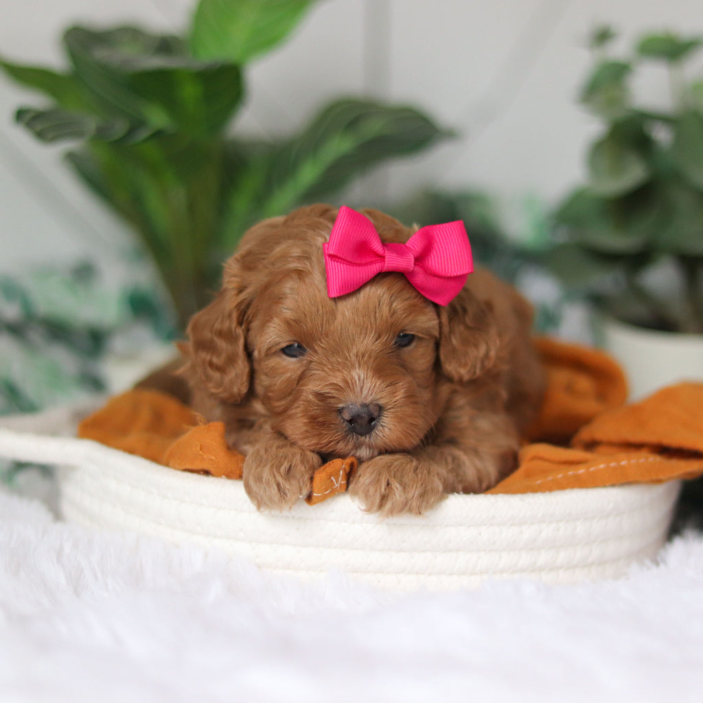 Corbin - Available 4/9