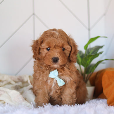 Corbin - Available 4/9