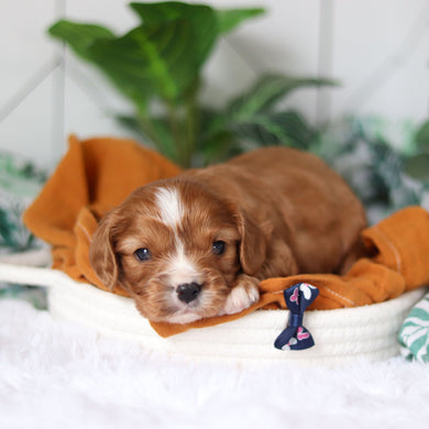 Jett - Available 4/9