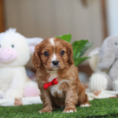 Jett - Available 4/9