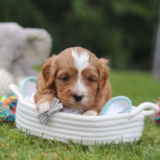 Kingsley - Available 7/23