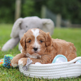 Kingsley - Available 7/23
