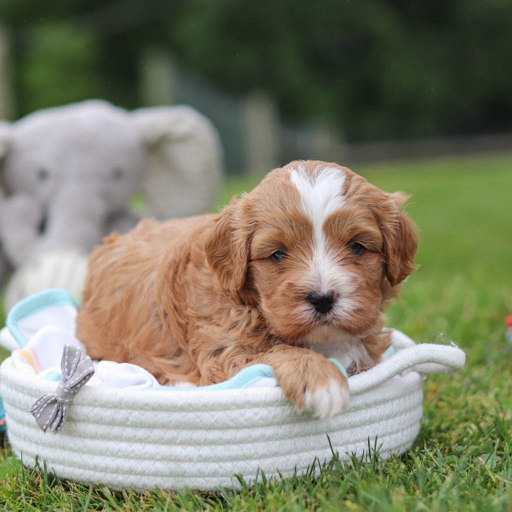 Kingsley - Available 7/23