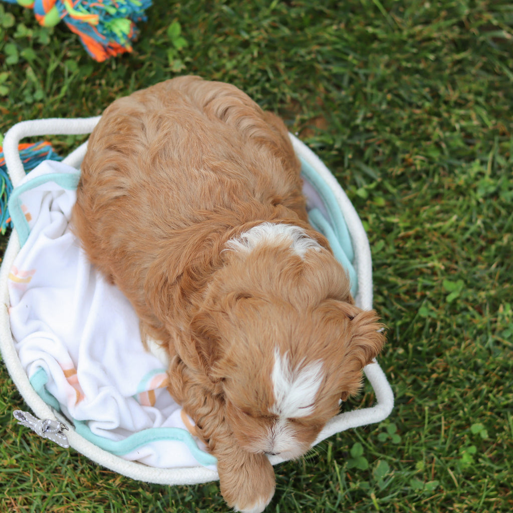 Kingsley - Available 7/23