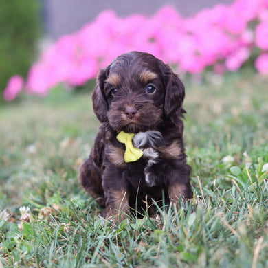 Pretzel - Available 8/20