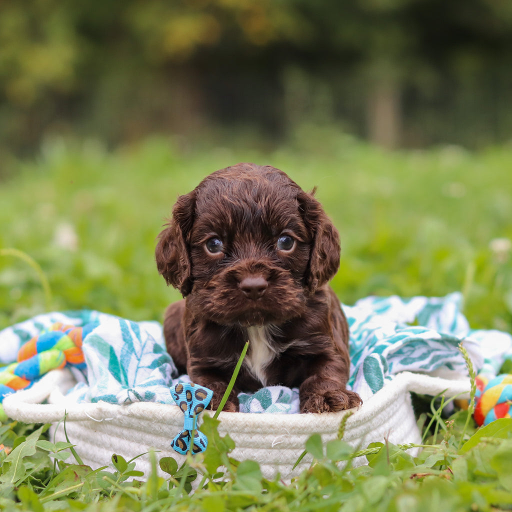 Beau - Available 10/8
