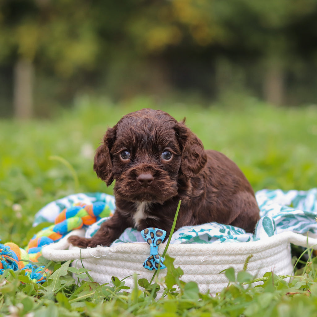 Beau - Available 10/8