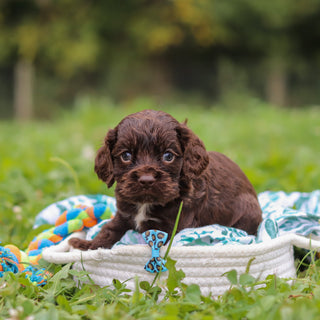 Beau - Available 10/8