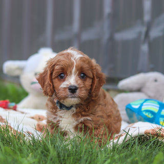 Felix - Available 9/10
