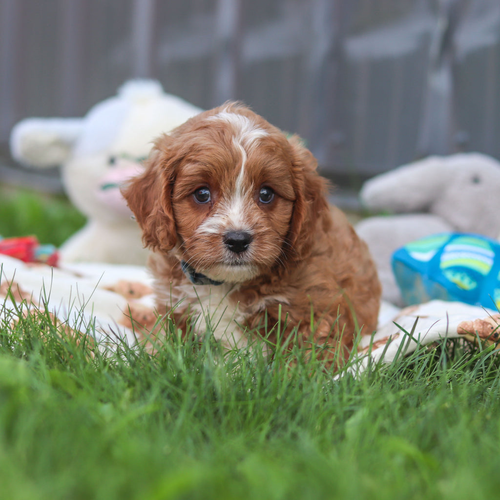 Felix - Available 9/10