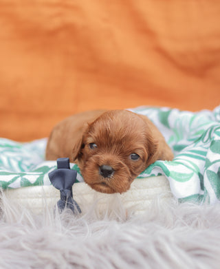 Monty