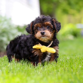 Badger - Available 5/28