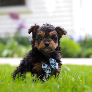 Bobby - Available 5/28