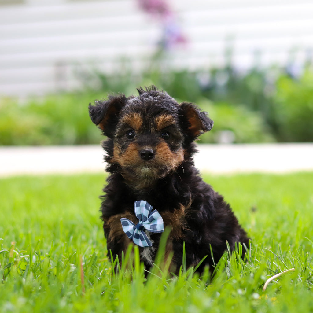 Bobby - Available 5/28
