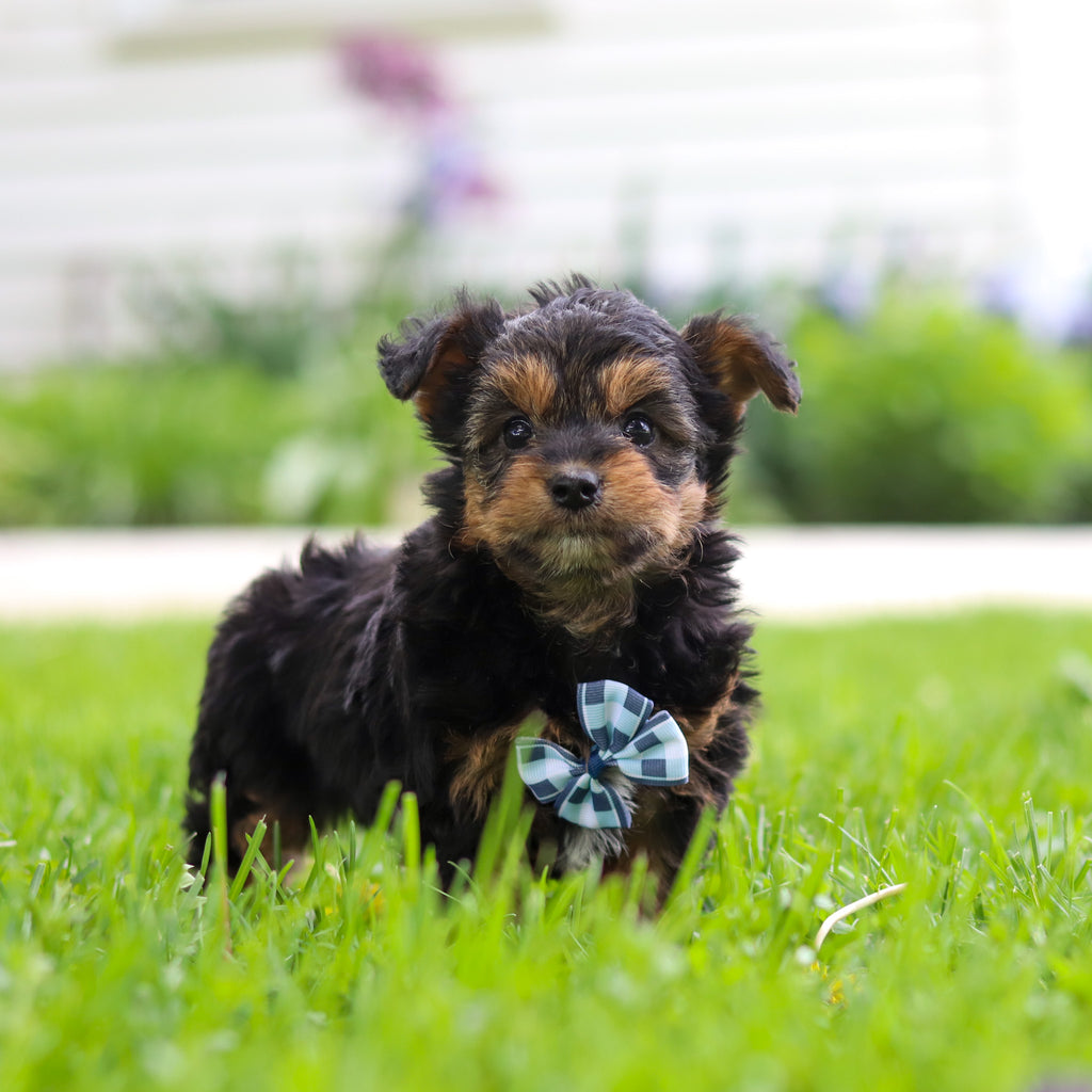 Bobby - Available 5/28