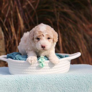Auggie