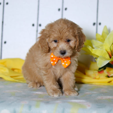 Florian - Available 4/16