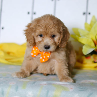 Florian - Available 4/16