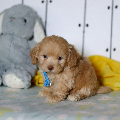 Florentino - Available 4/16