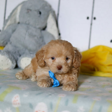 Florentino - Available 4/16