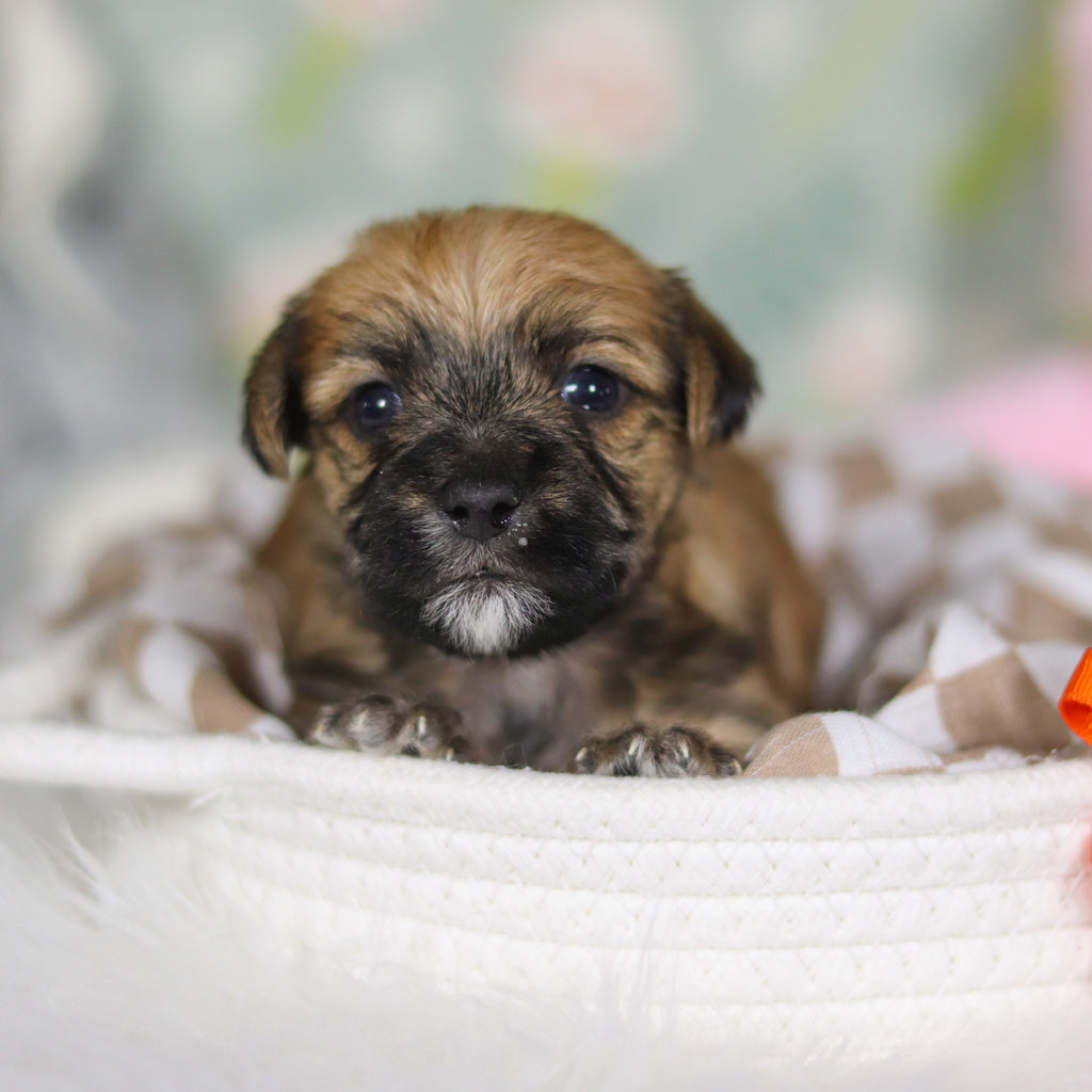 Birch - Available 4/16