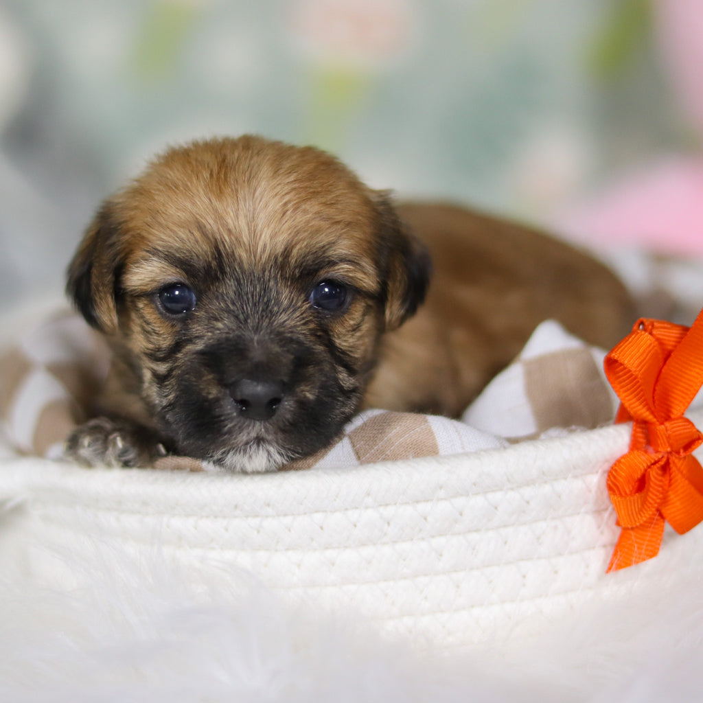 Birch - Available 4/16