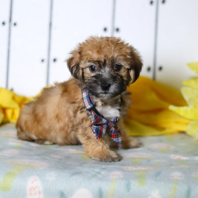 Birch - Available 4/16