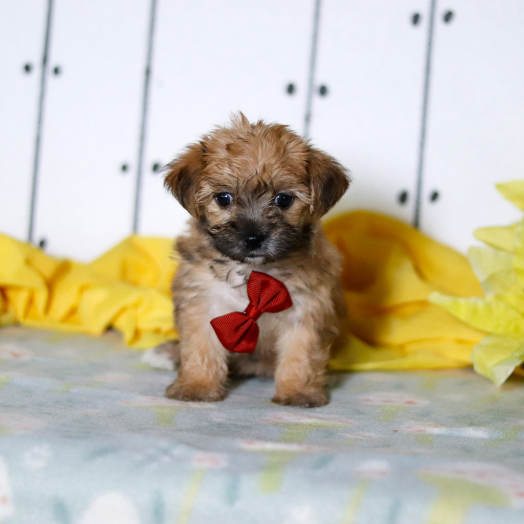 Banyan - Available 4/16