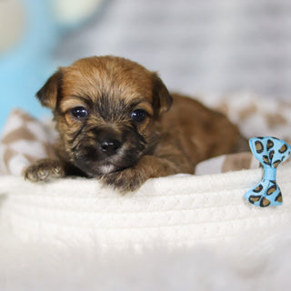 Banyan - Available 4/16