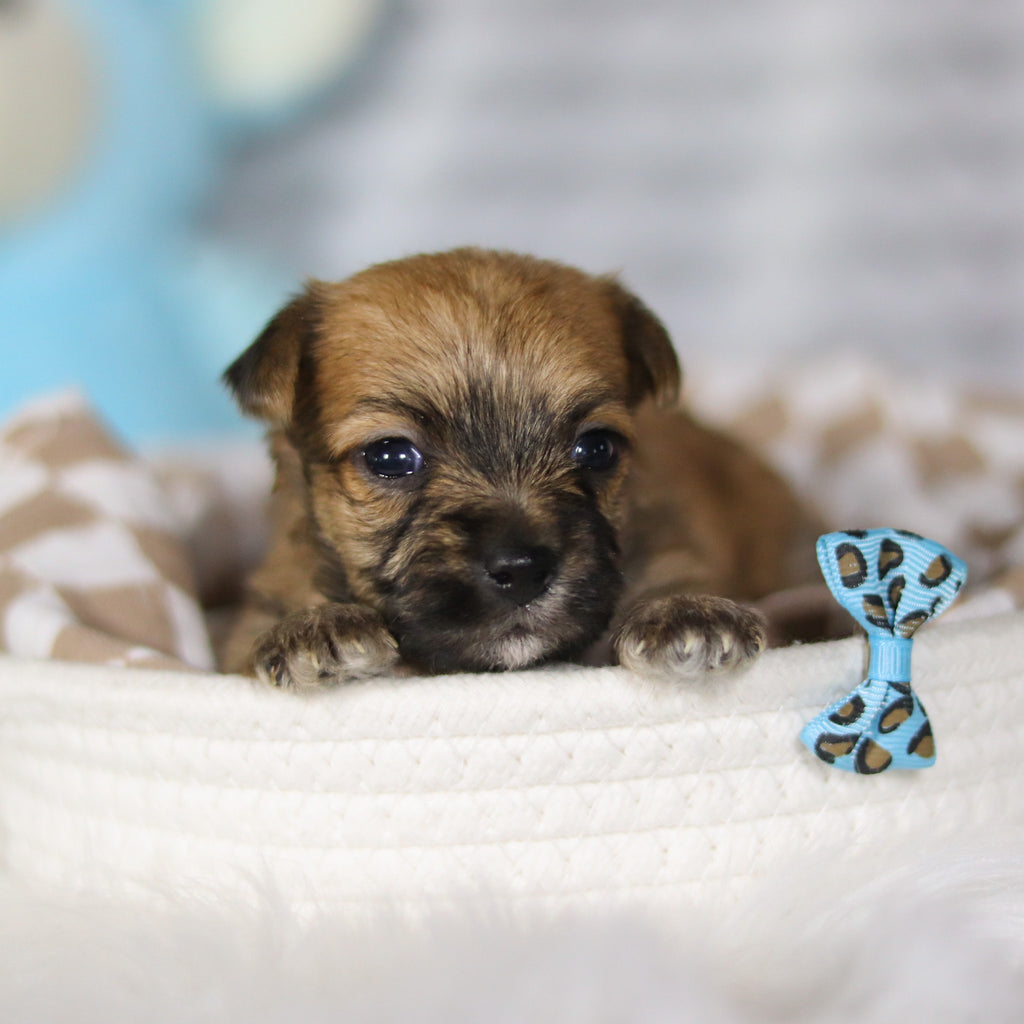 Banyan - Available 4/16