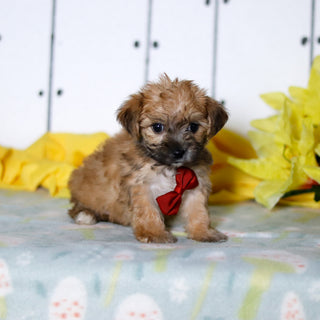 Banyan - Available 4/16