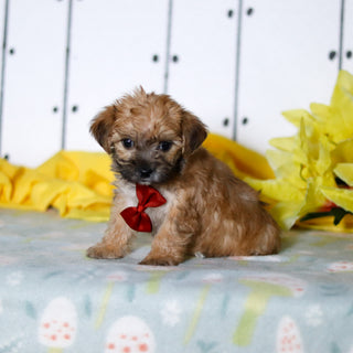 Banyan - Available 4/16