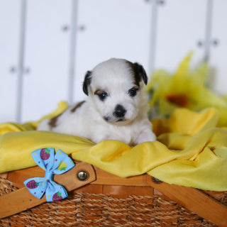 Rhino - Available 4/23