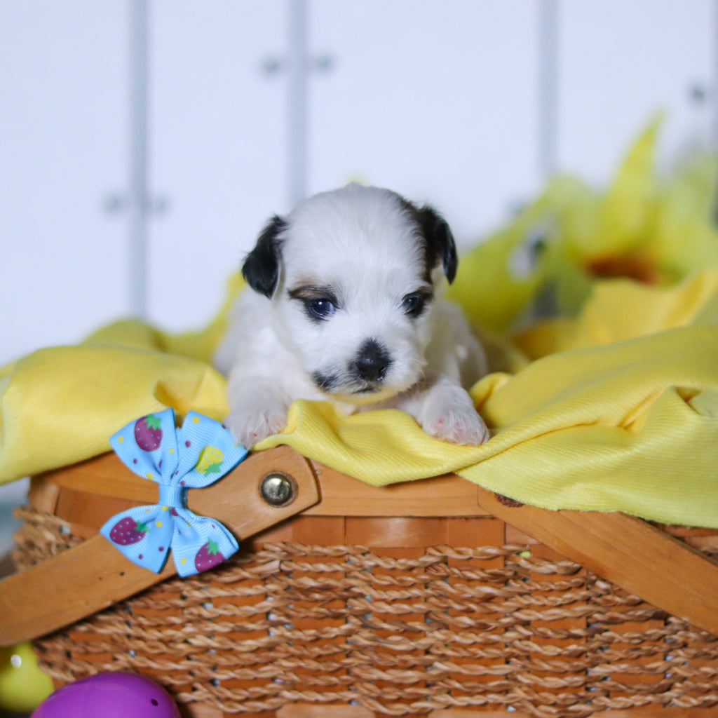 Rhino - Available 4/23