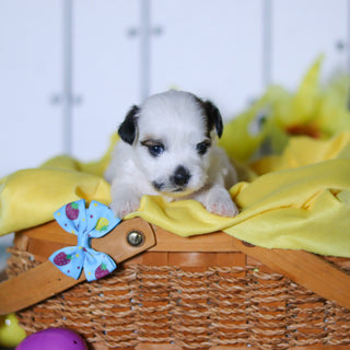 Rhino - Available 4/23