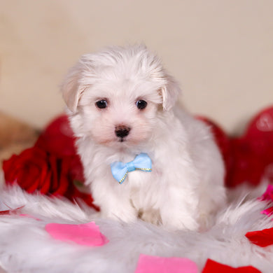 Graham - Available 2/26