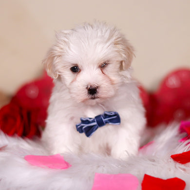 Grover - Available 2/26