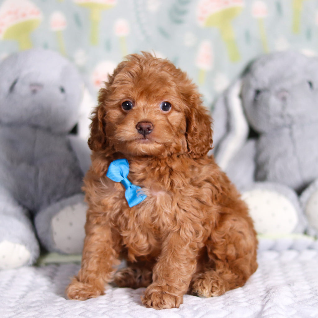 Benny - Available 3/5