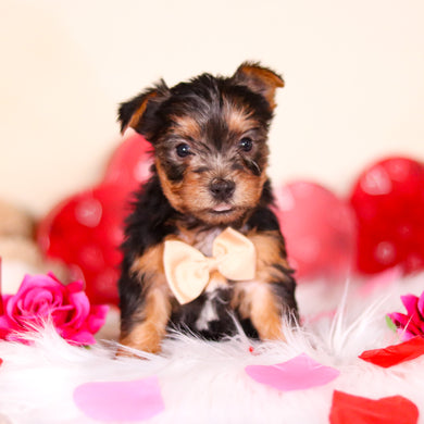 Goofy - Available Now