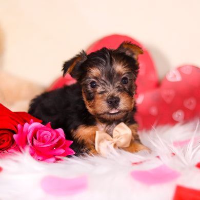 Goofy - Available Now