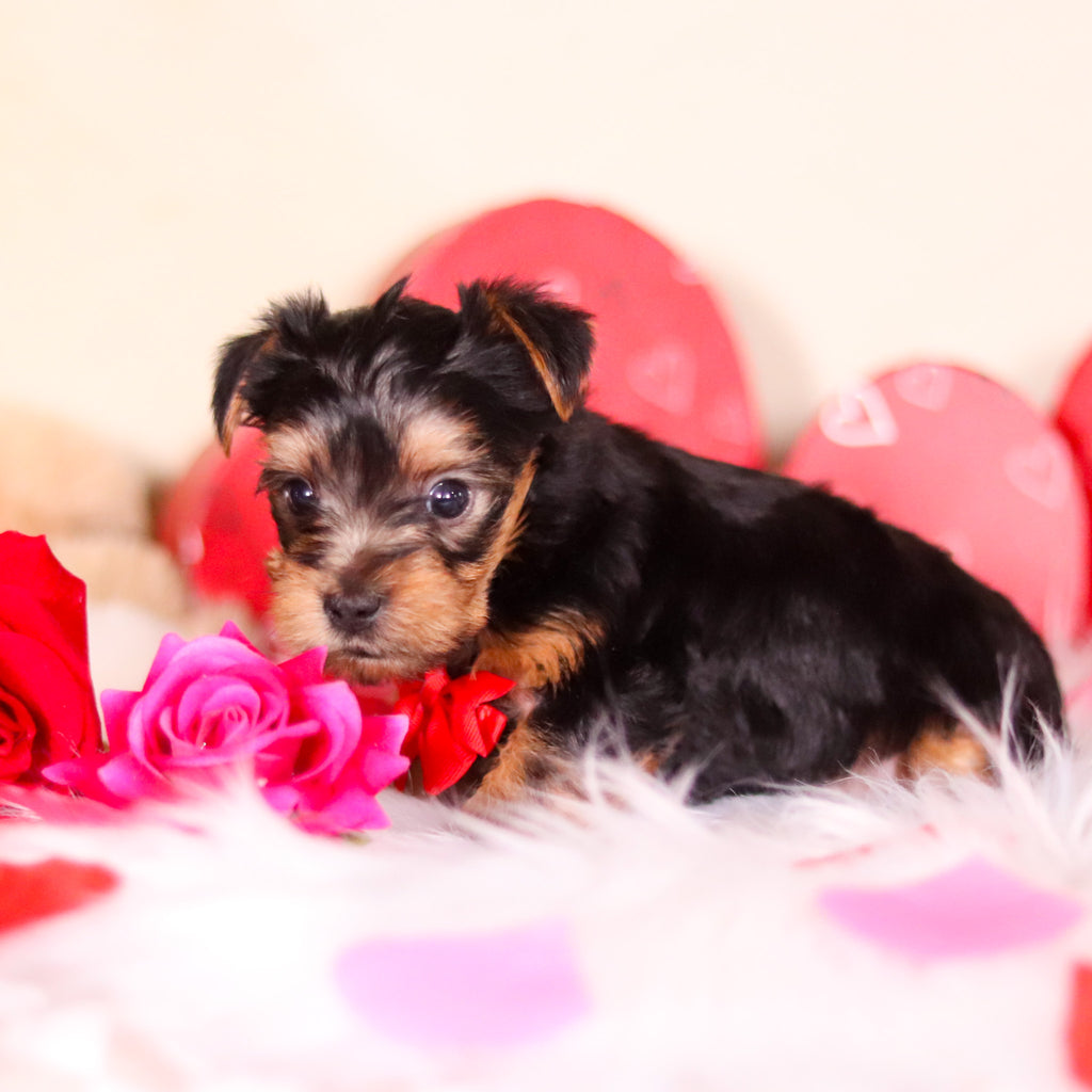 Pluto - Available Now