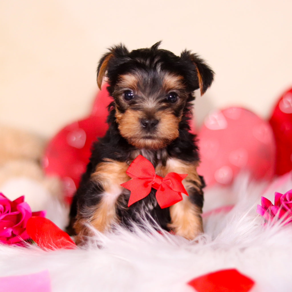 Pluto - Available Now