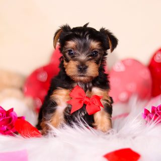 Pluto - Available Now