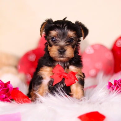 Pluto - Available Now