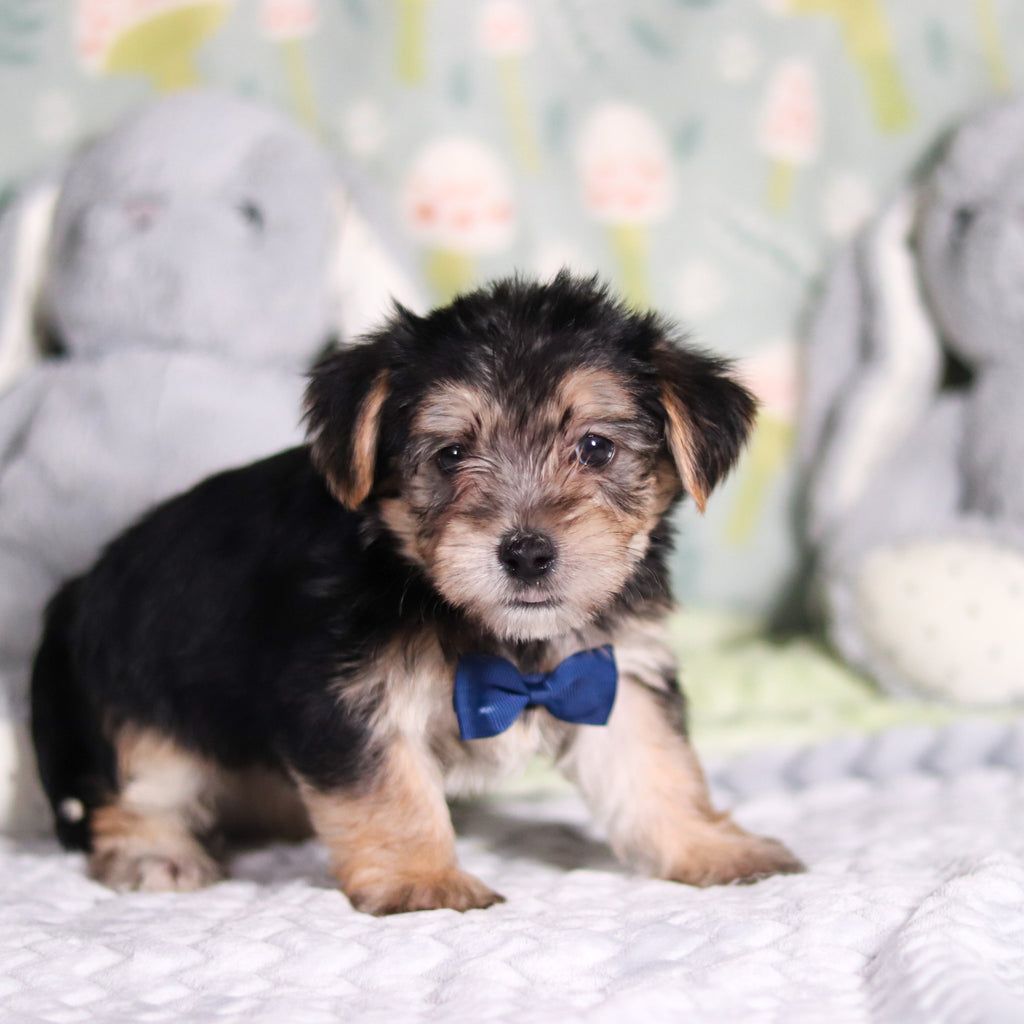 Paxton - Available 3/12