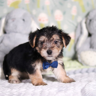 Paxton - Available 3/12