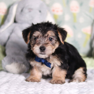 Paxton - Available 3/12