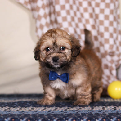 Blaze - Available 3/12