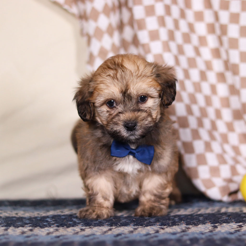 Blaze - Available 3/12