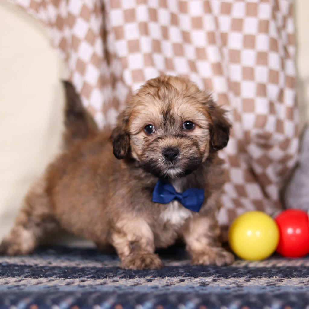 Blaze - Available 3/12